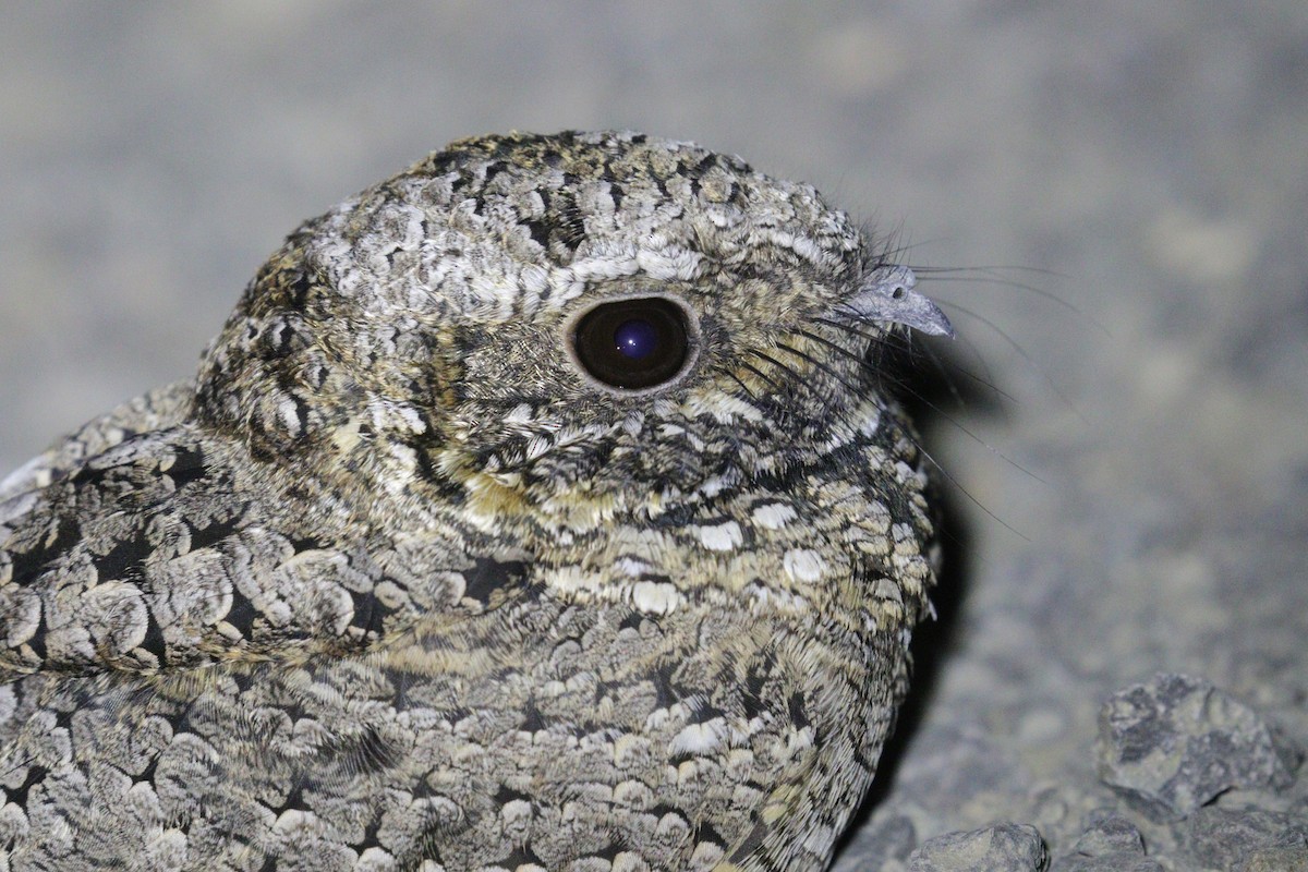 Common Poorwill - ML623739330