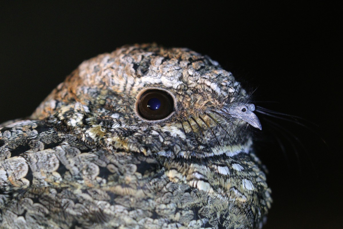 Common Poorwill - ML623739331