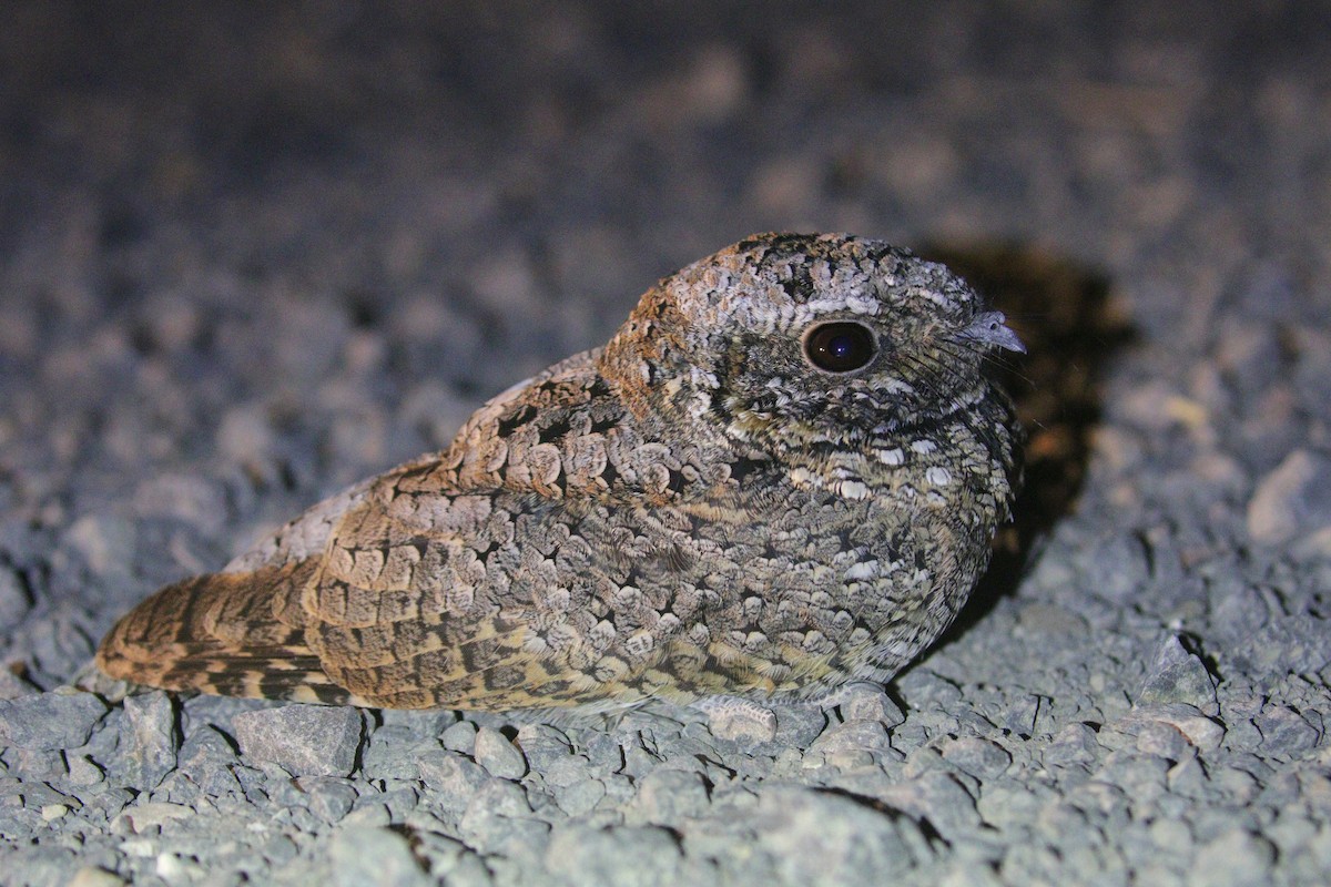 Common Poorwill - ML623739332