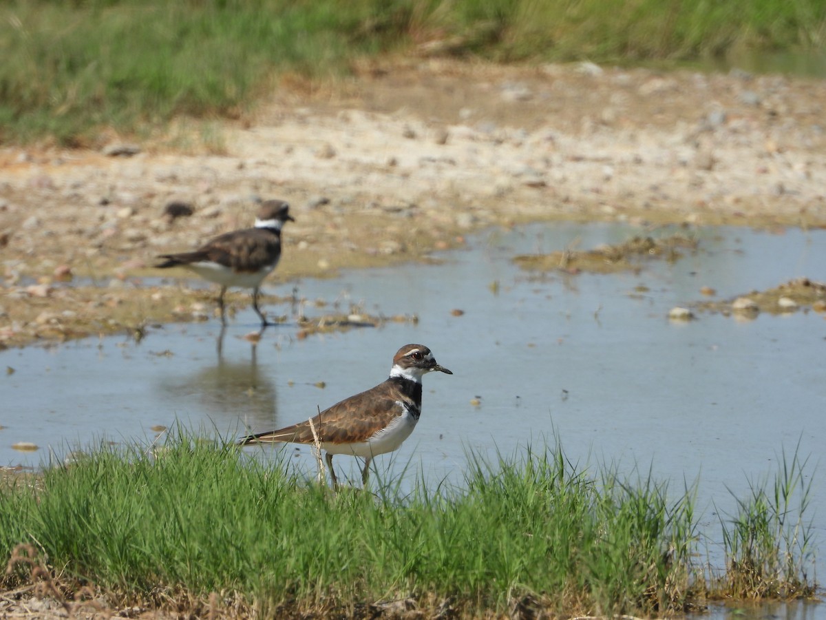 Killdeer - Jeff Percell