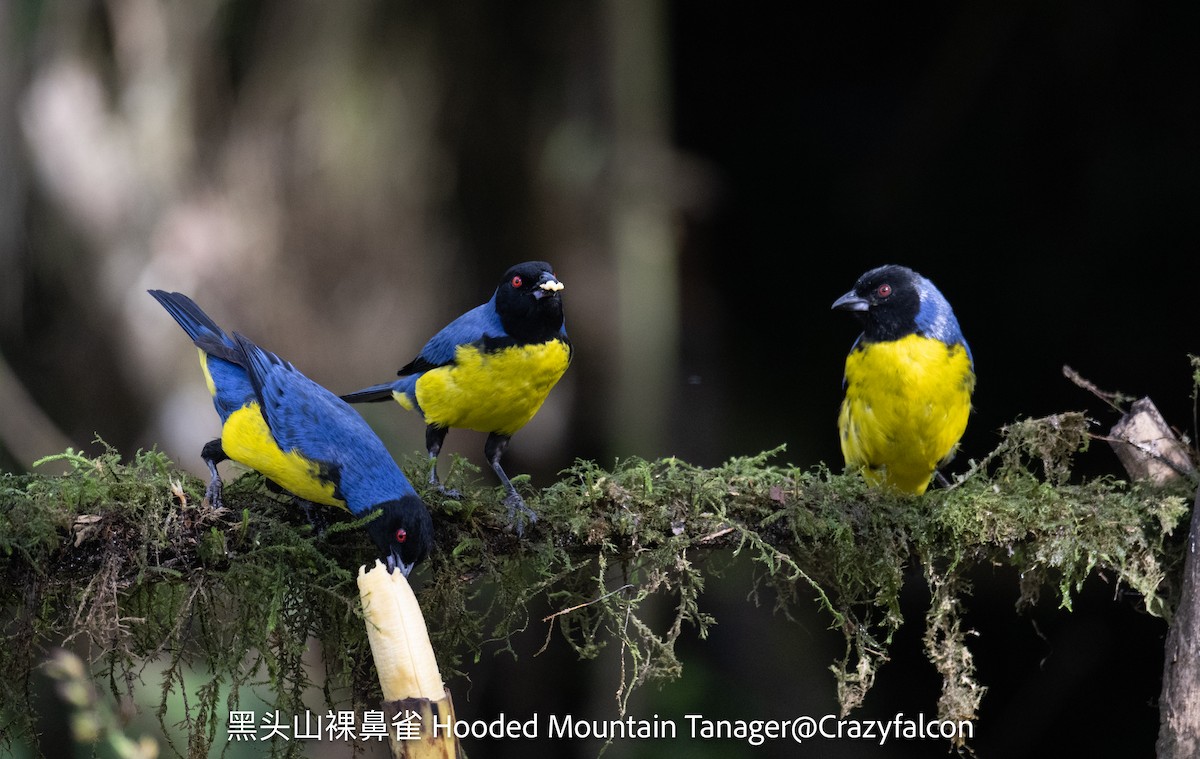 Hooded Mountain Tanager - ML623739354