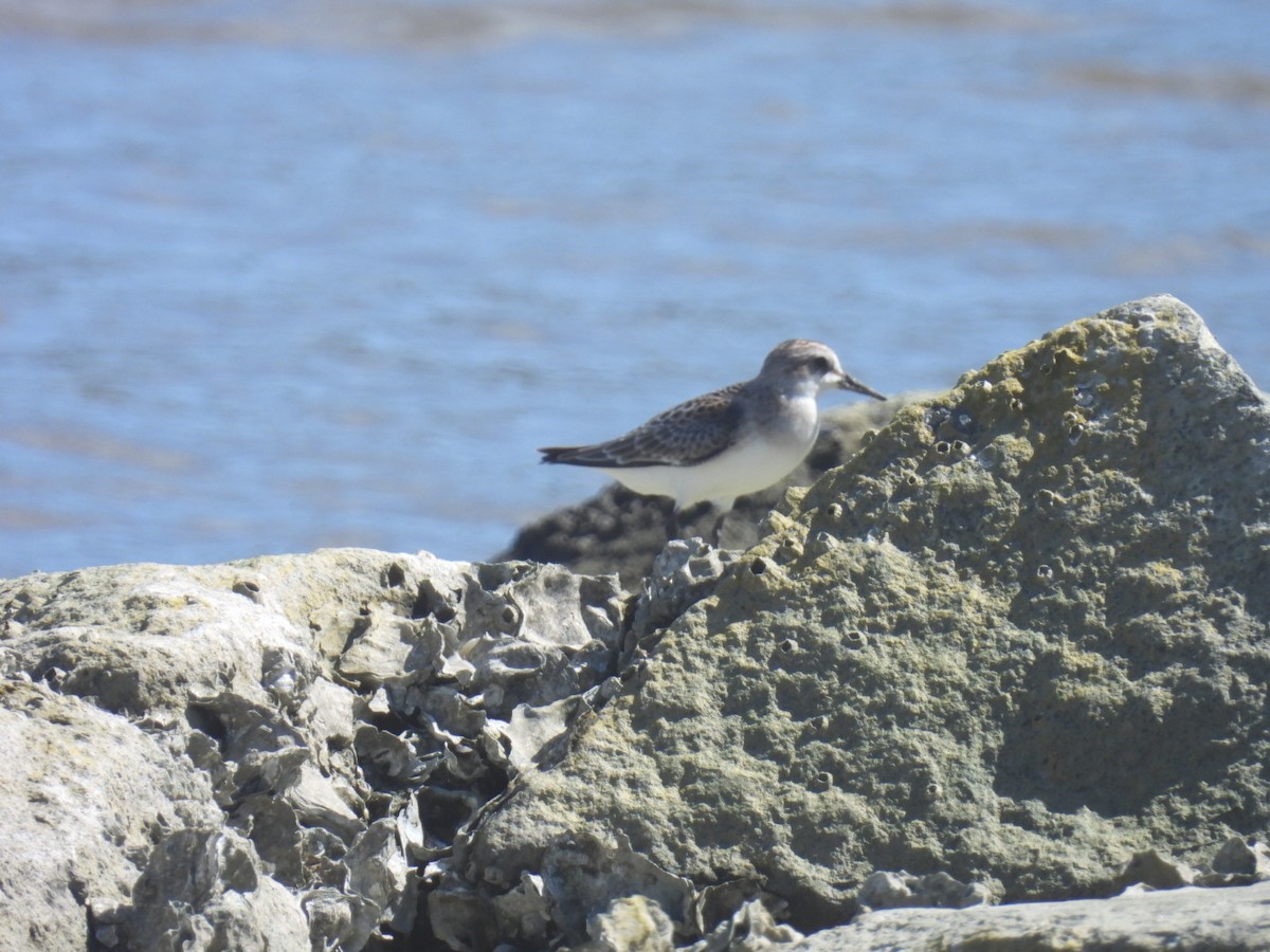 Red-necked Stint - ML623739356