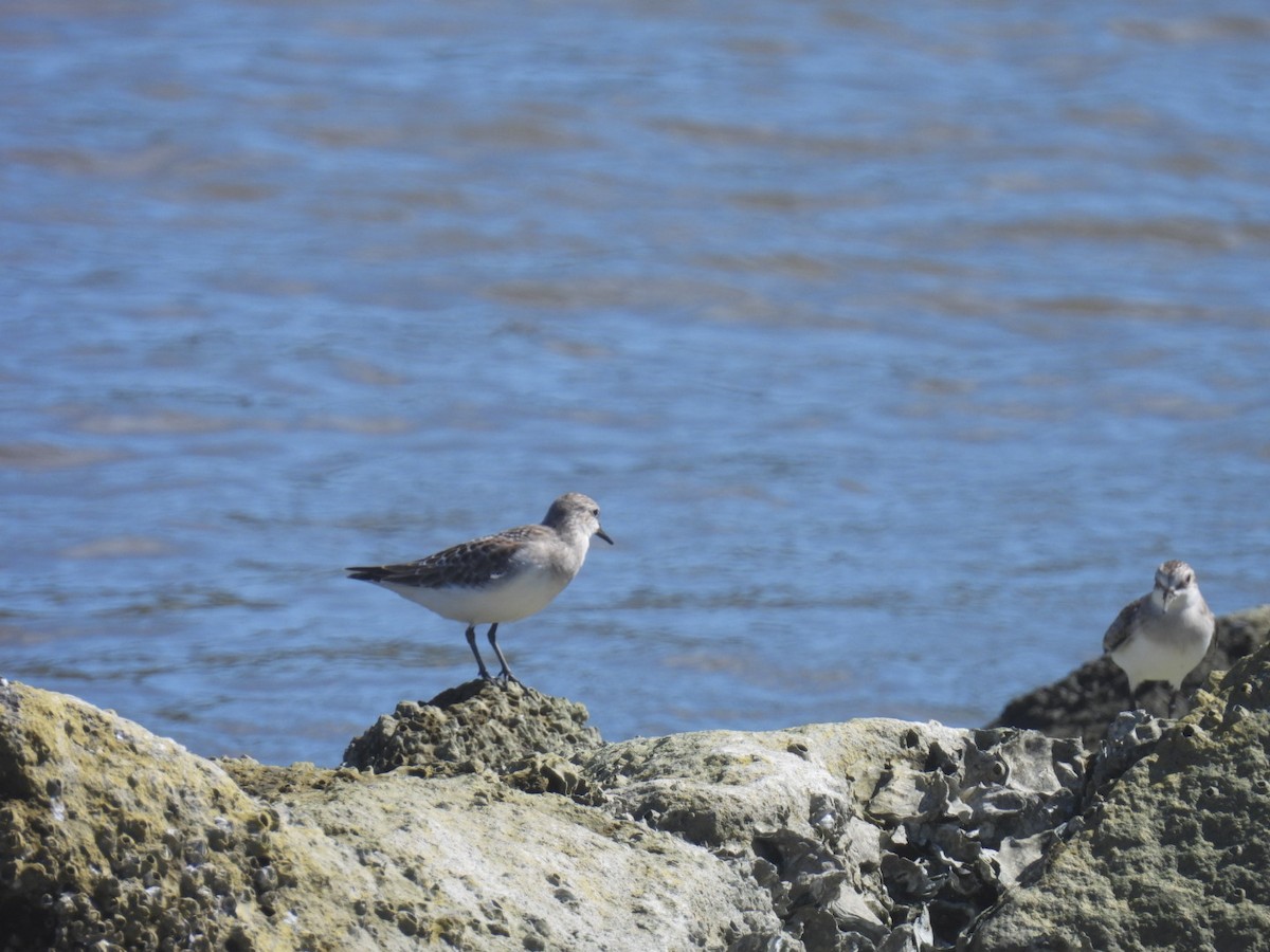 Red-necked Stint - ML623739357