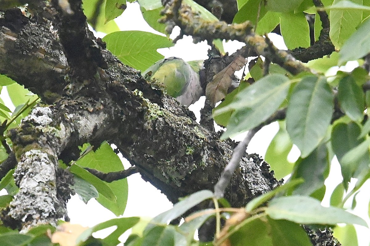 Derbyan Parakeet - Dong Qiu