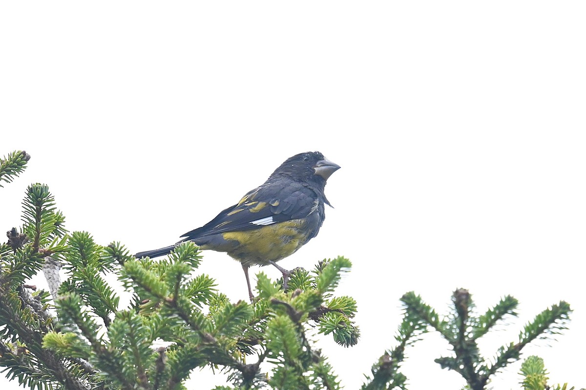 White-winged Grosbeak - ML623739372