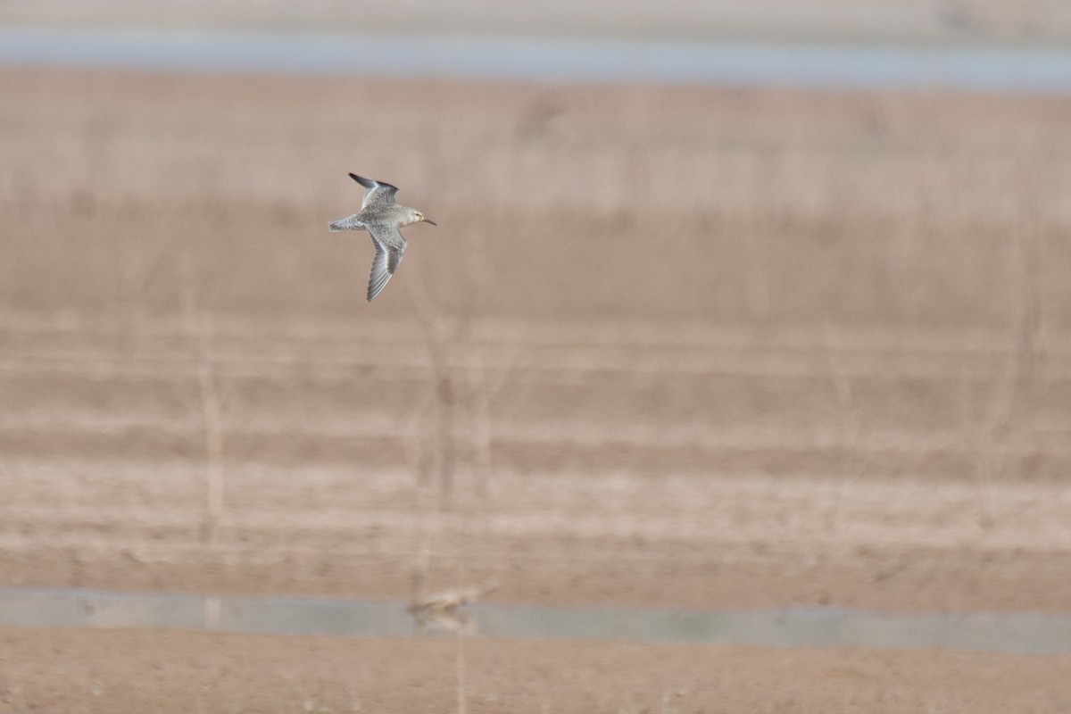 Red Knot - ML623739373