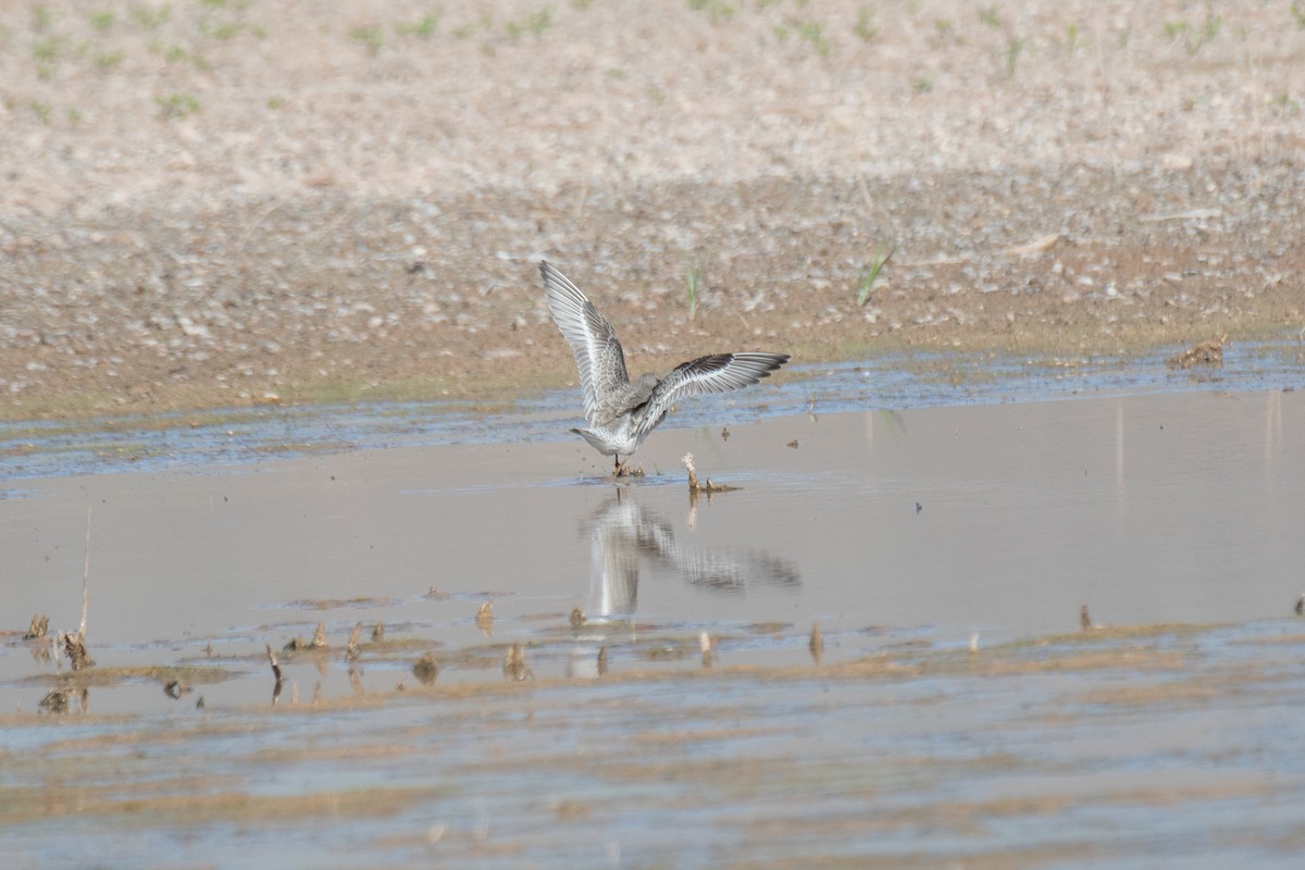 Red Knot - ML623739374