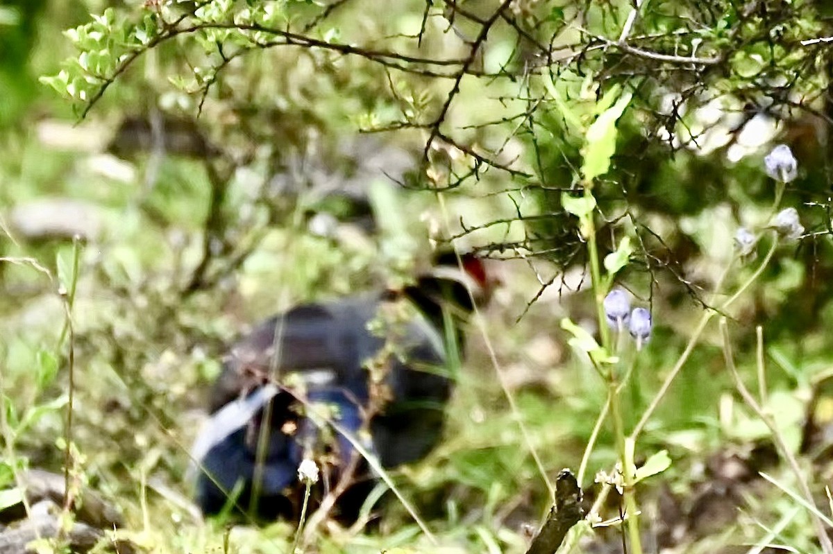 Tibetan Eared-Pheasant - Dong Qiu