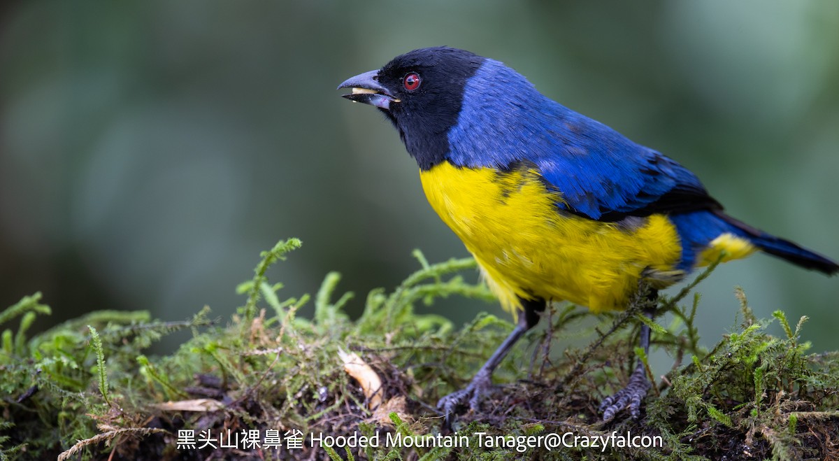 Hooded Mountain Tanager - ML623739382