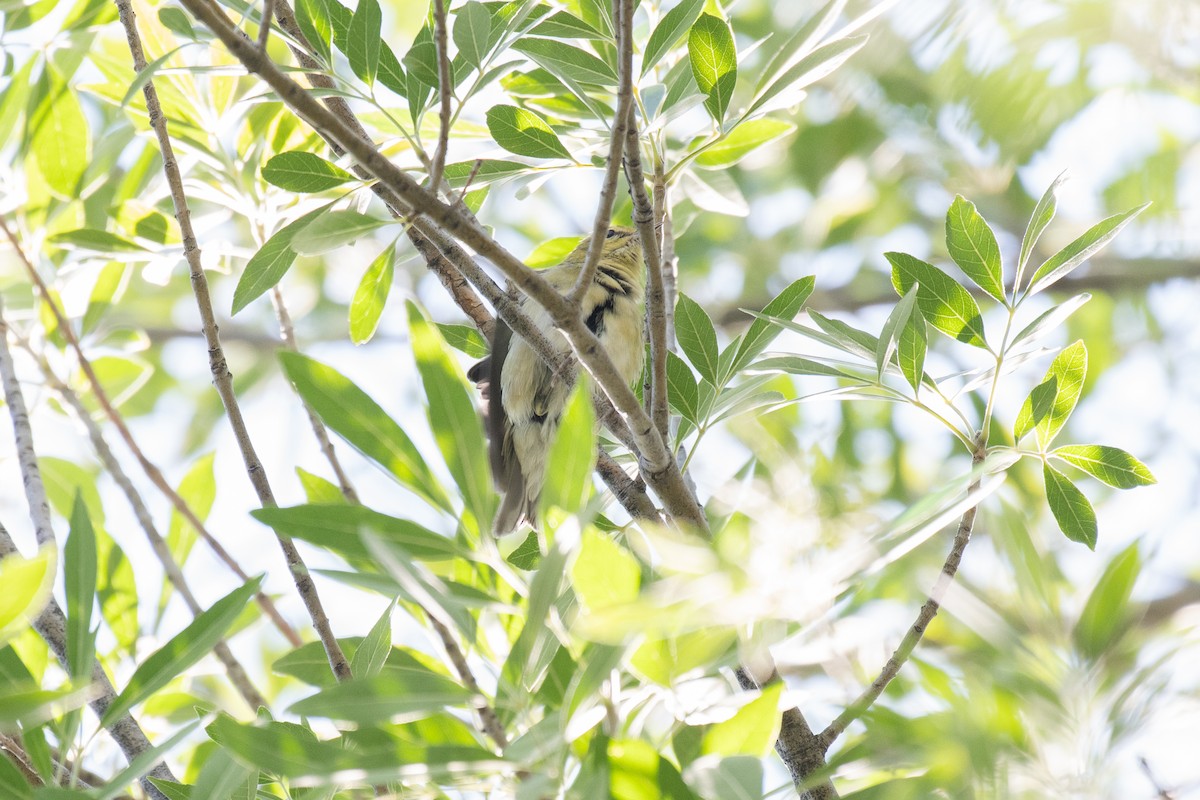 Tennessee Warbler - ML623739384