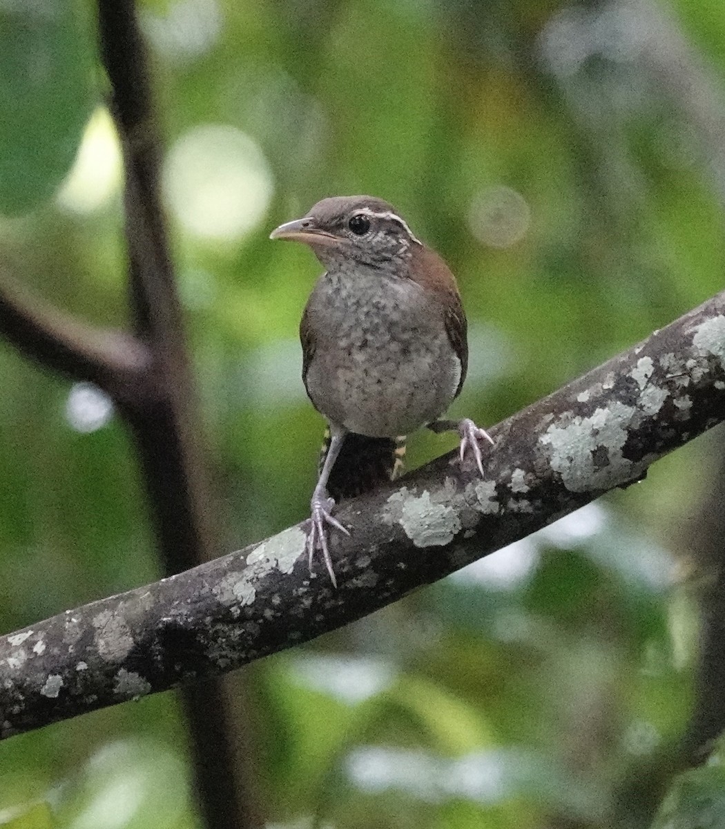 Rufous-and-white Wren - ML623739391