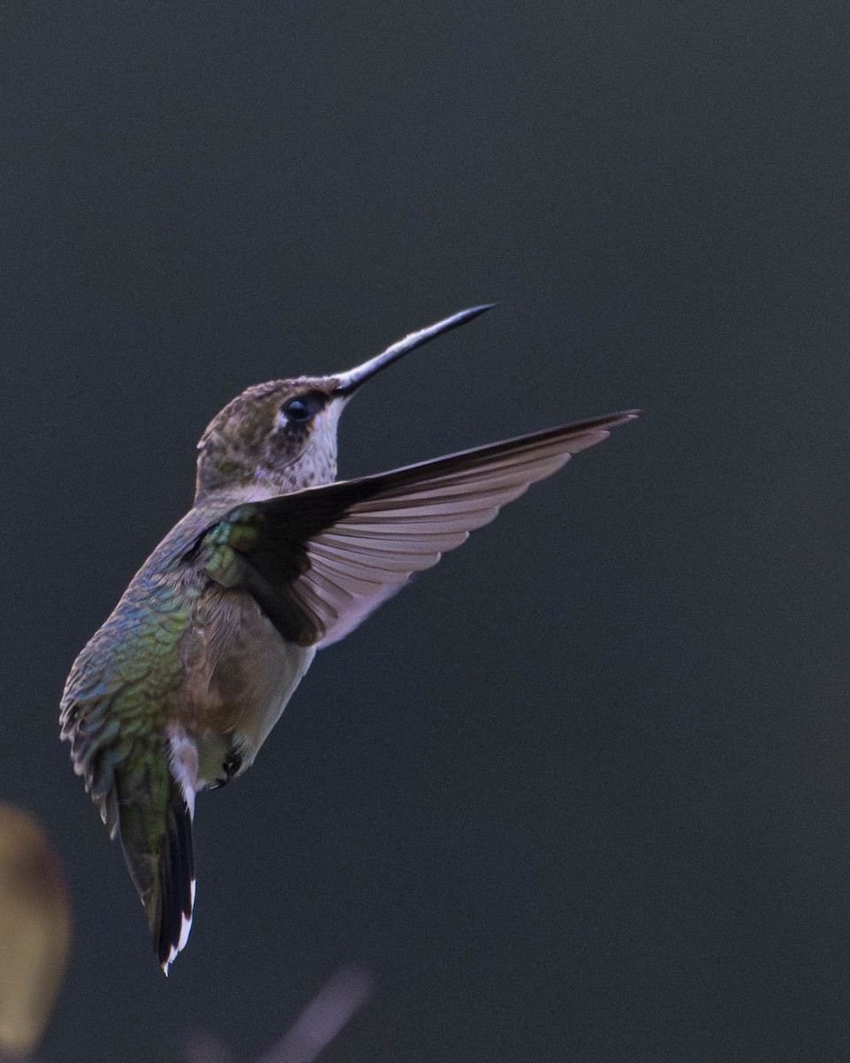 Ruby-throated Hummingbird - ML623739399