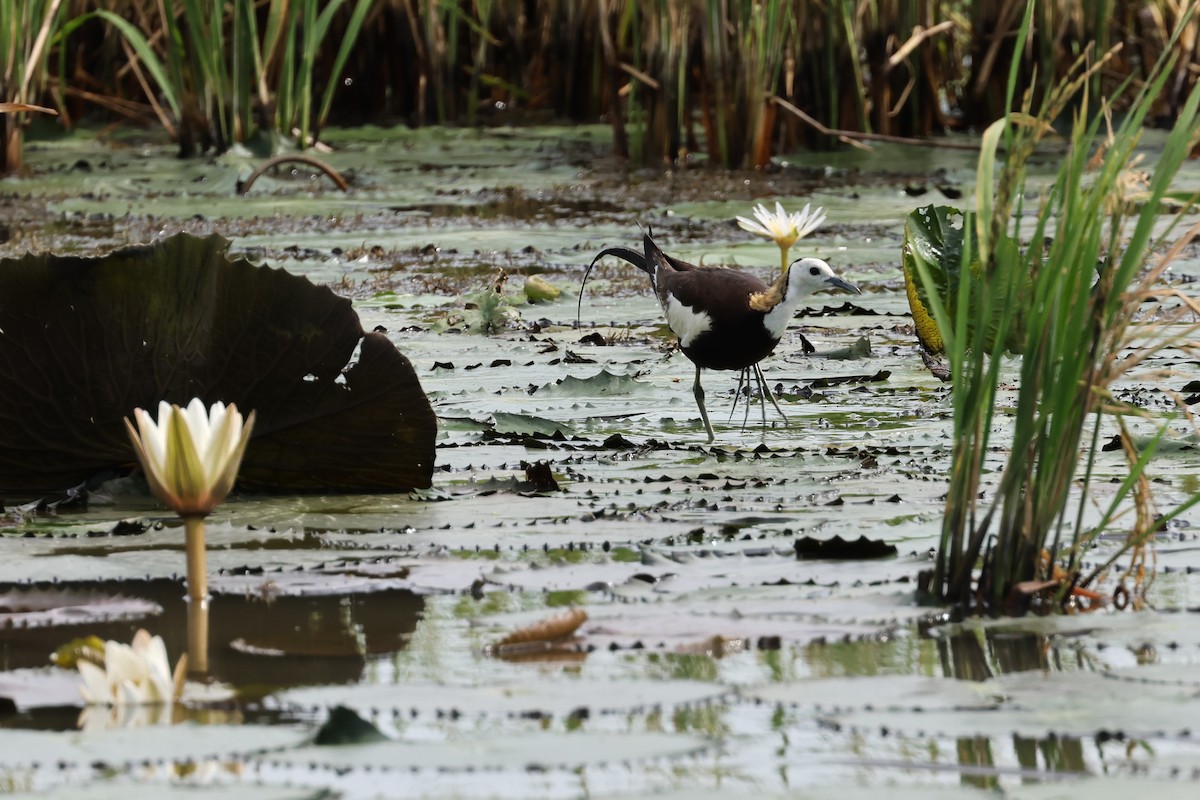 Pheasant-tailed Jacana - ML623739403