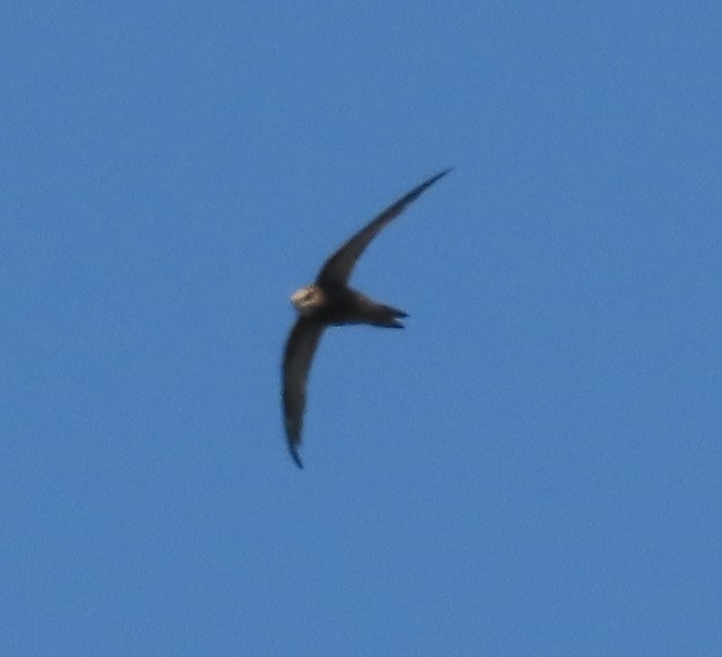 Pallid Swift - ML623739428