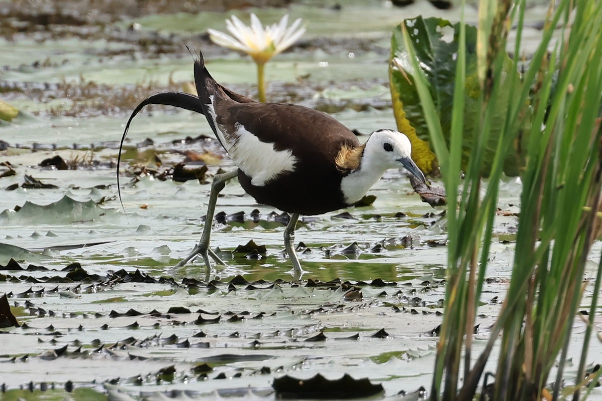 Pheasant-tailed Jacana - ML623739433