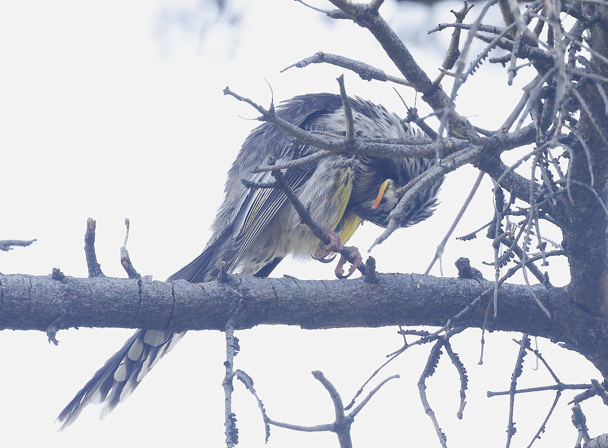 Yellow Wattlebird - ML623739451