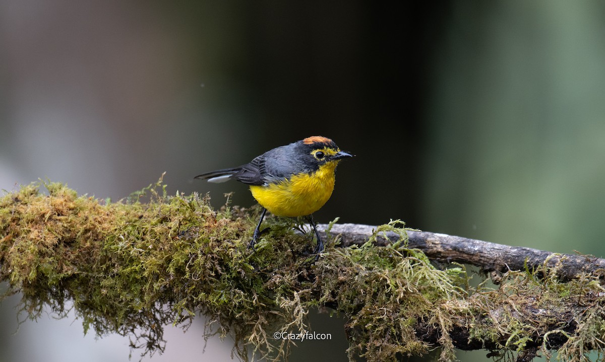 Spectacled Redstart - ML623739467