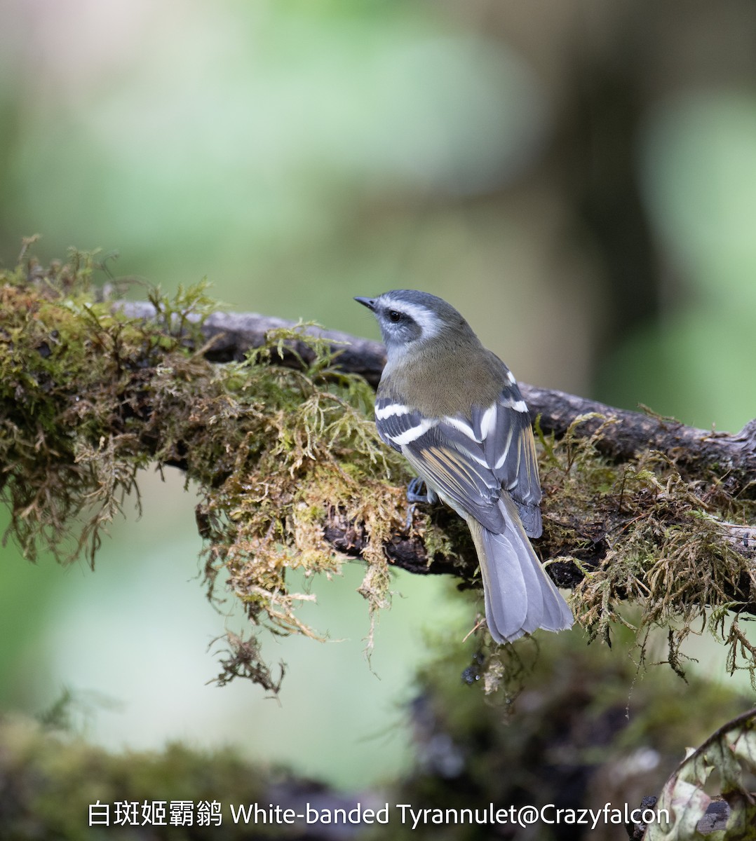 White-banded Tyrannulet - ML623739493