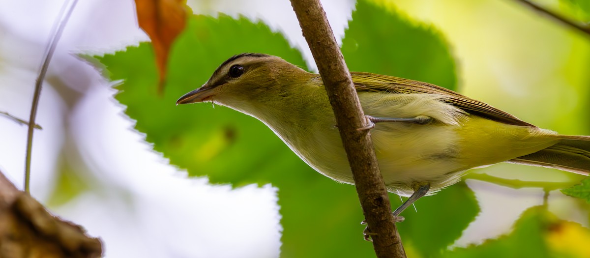 Red-eyed Vireo - ML623739499