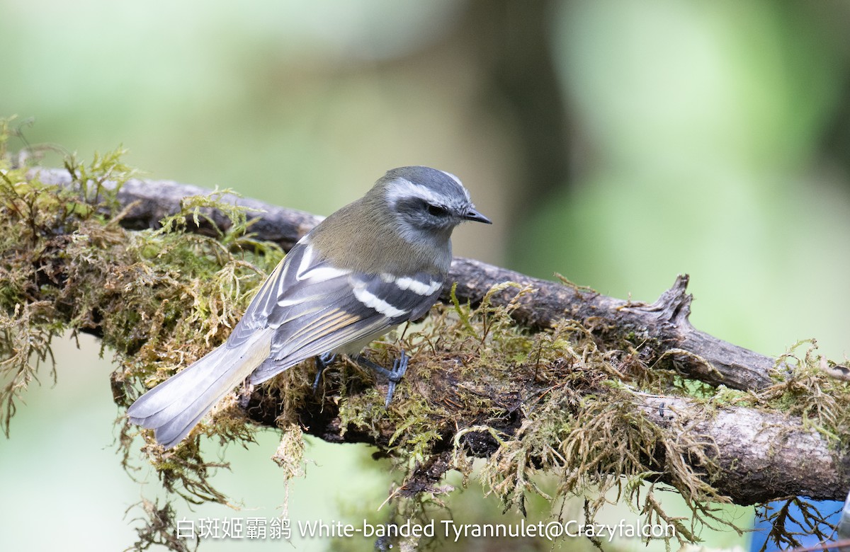 White-banded Tyrannulet - ML623739500