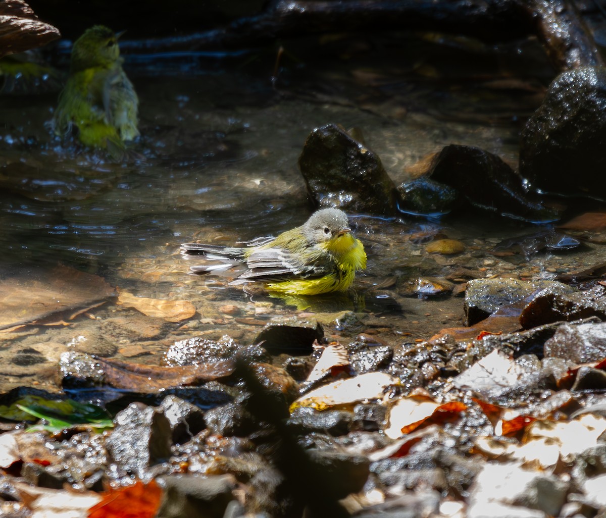 Magnolia Warbler - ML623739509