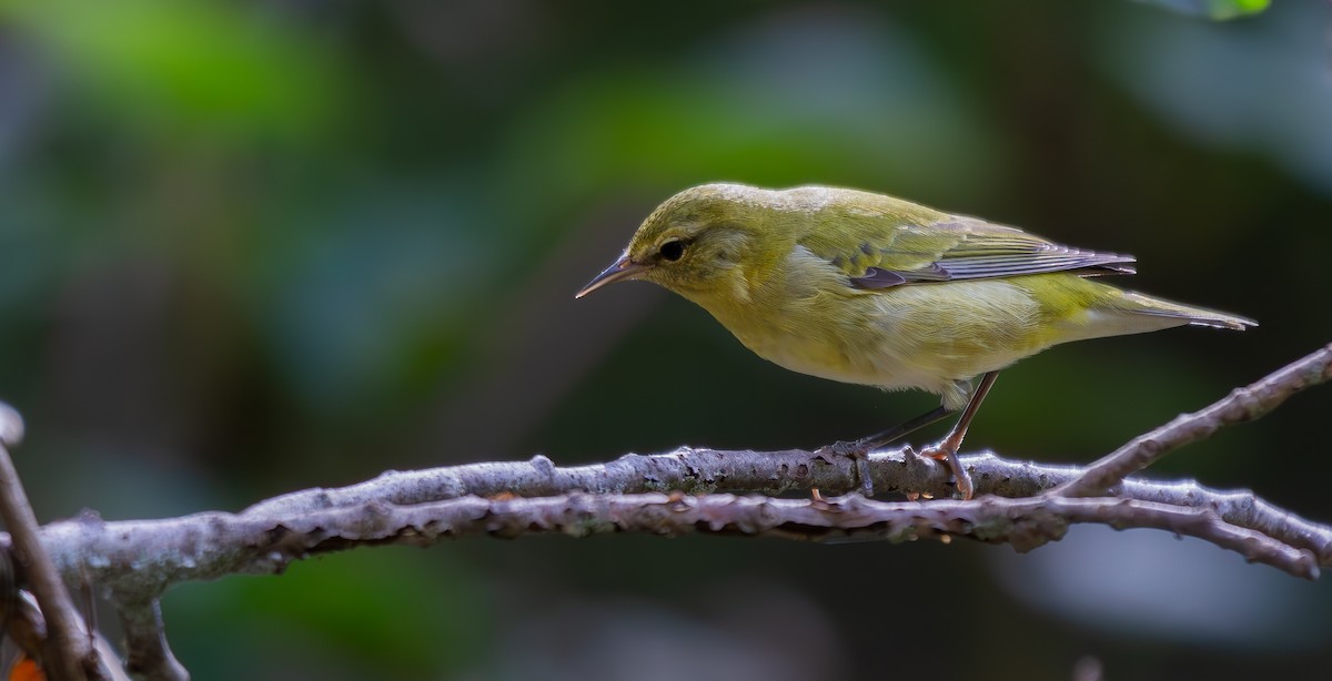 Tennessee Warbler - Will Carlson