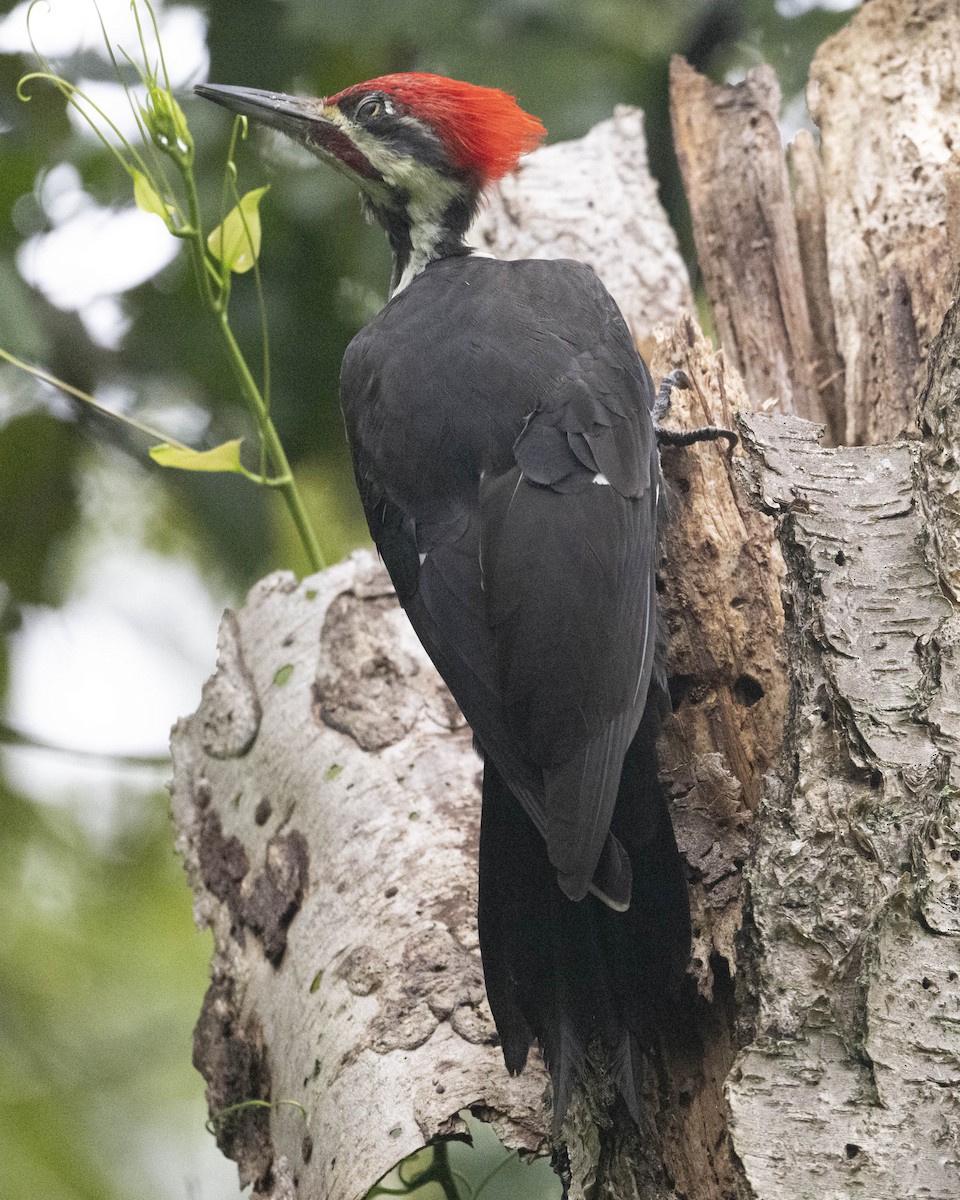 Pileated Woodpecker - ML623739526