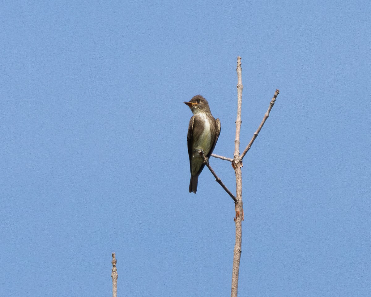 Olive-sided Flycatcher - ML623739537