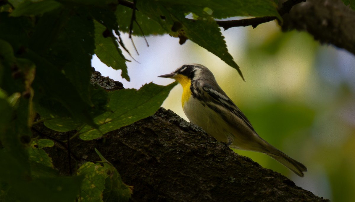 Yellow-throated Warbler - ML623739545