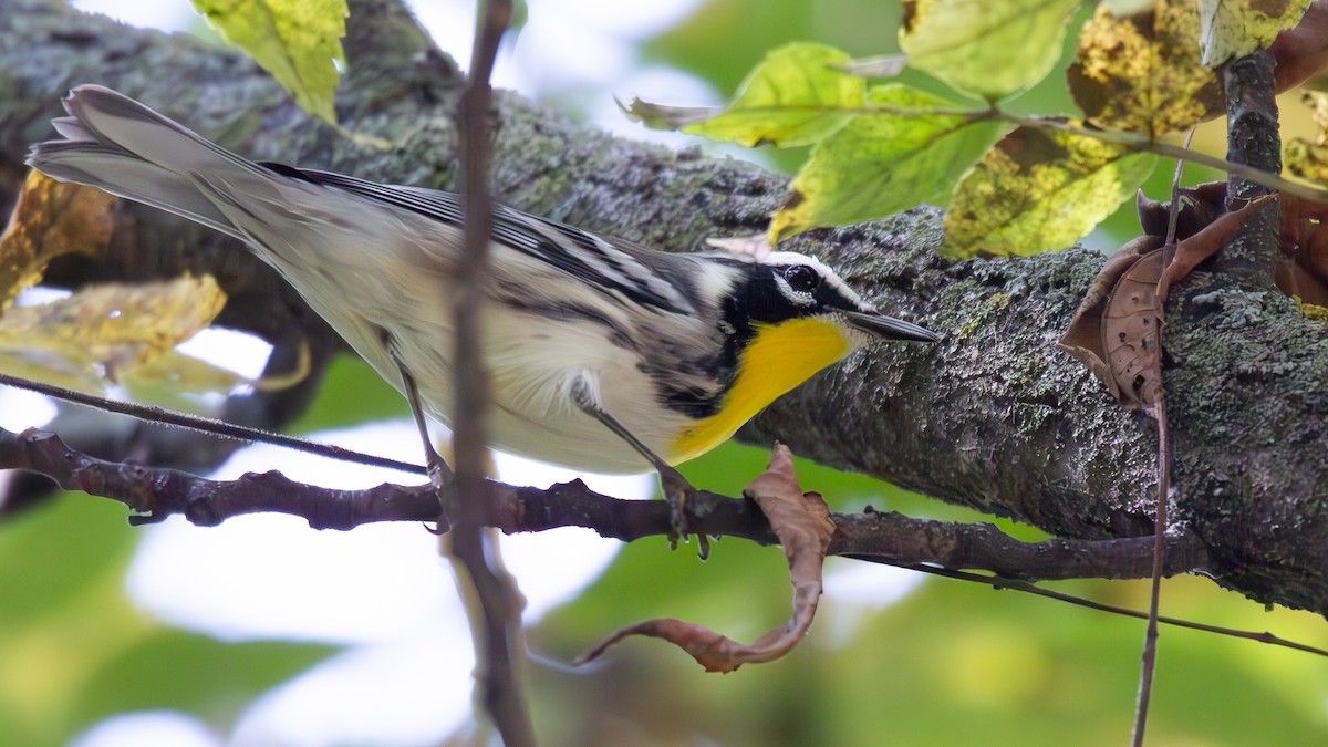 Yellow-throated Warbler - ML623739548