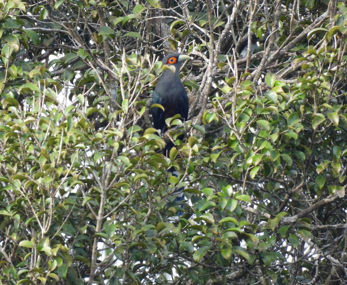 Chestnut-bellied Malkoha - ML623739552