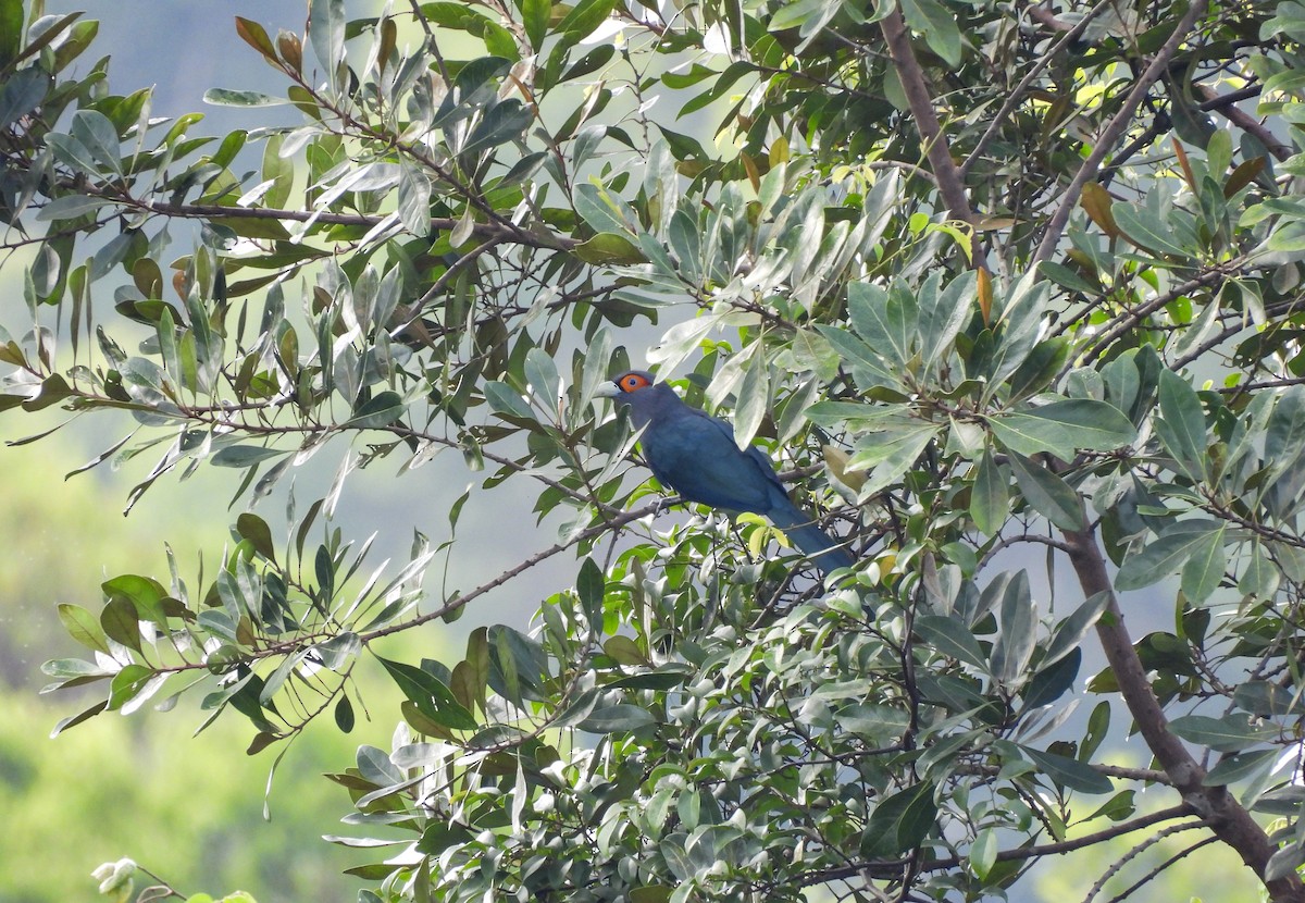 Chestnut-bellied Malkoha - ML623739553