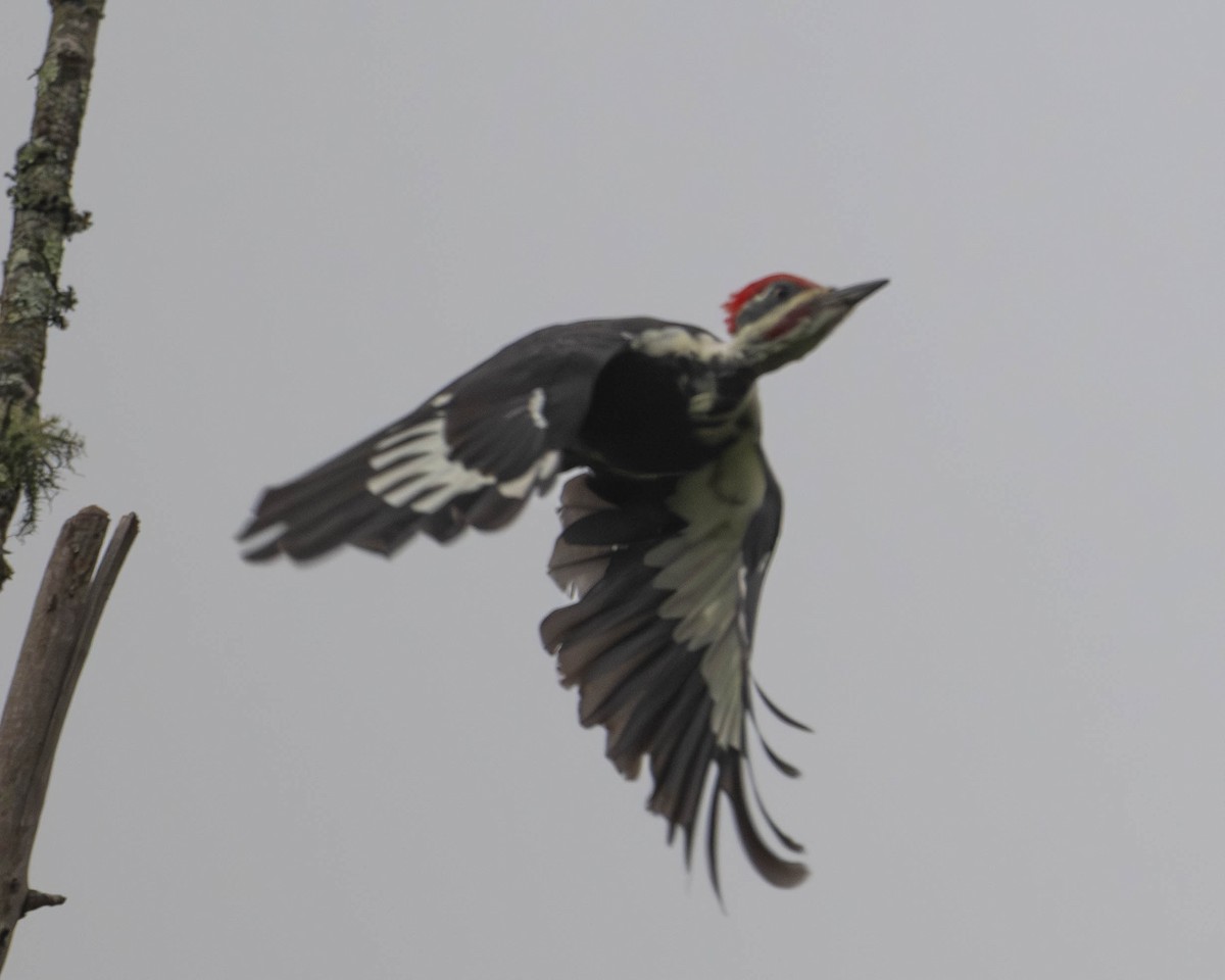 Pileated Woodpecker - ML623739582