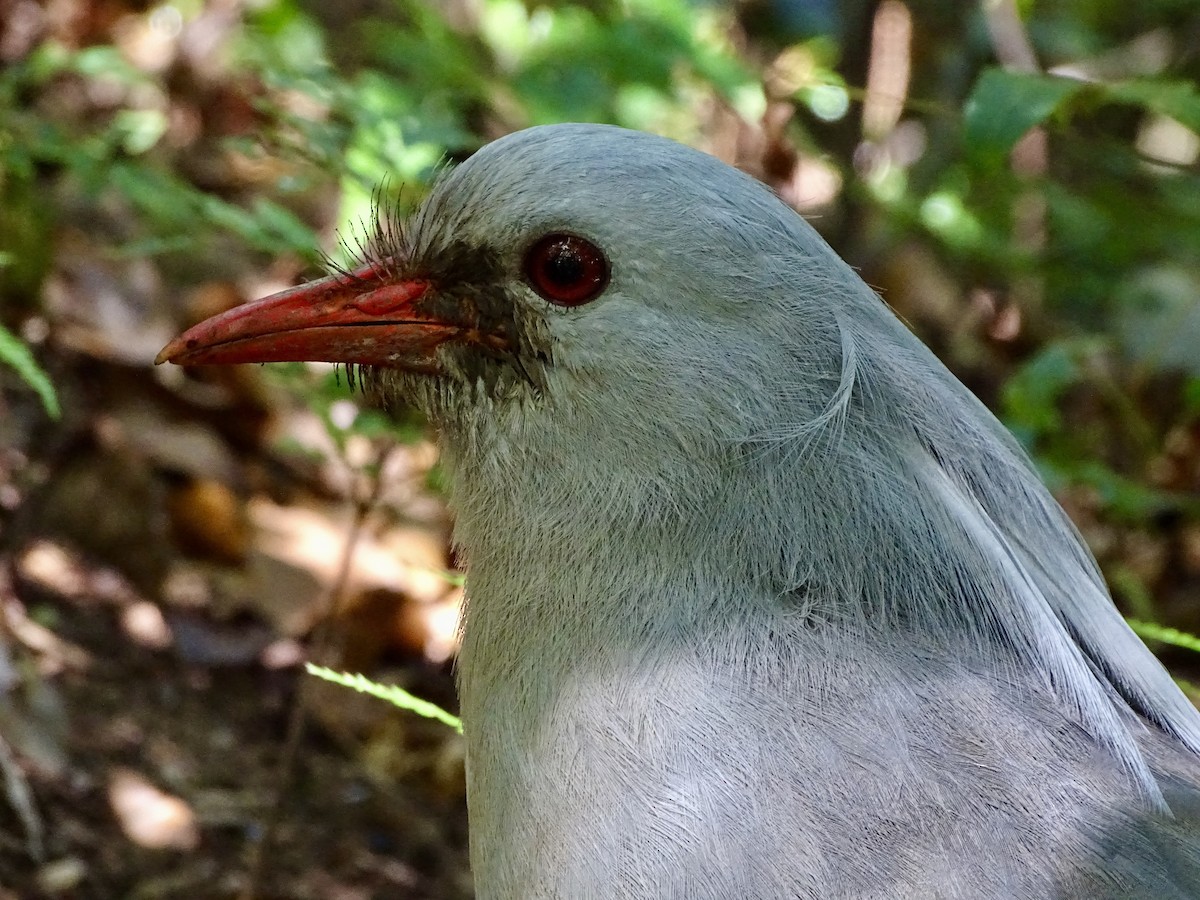 Kagu - ML623739673