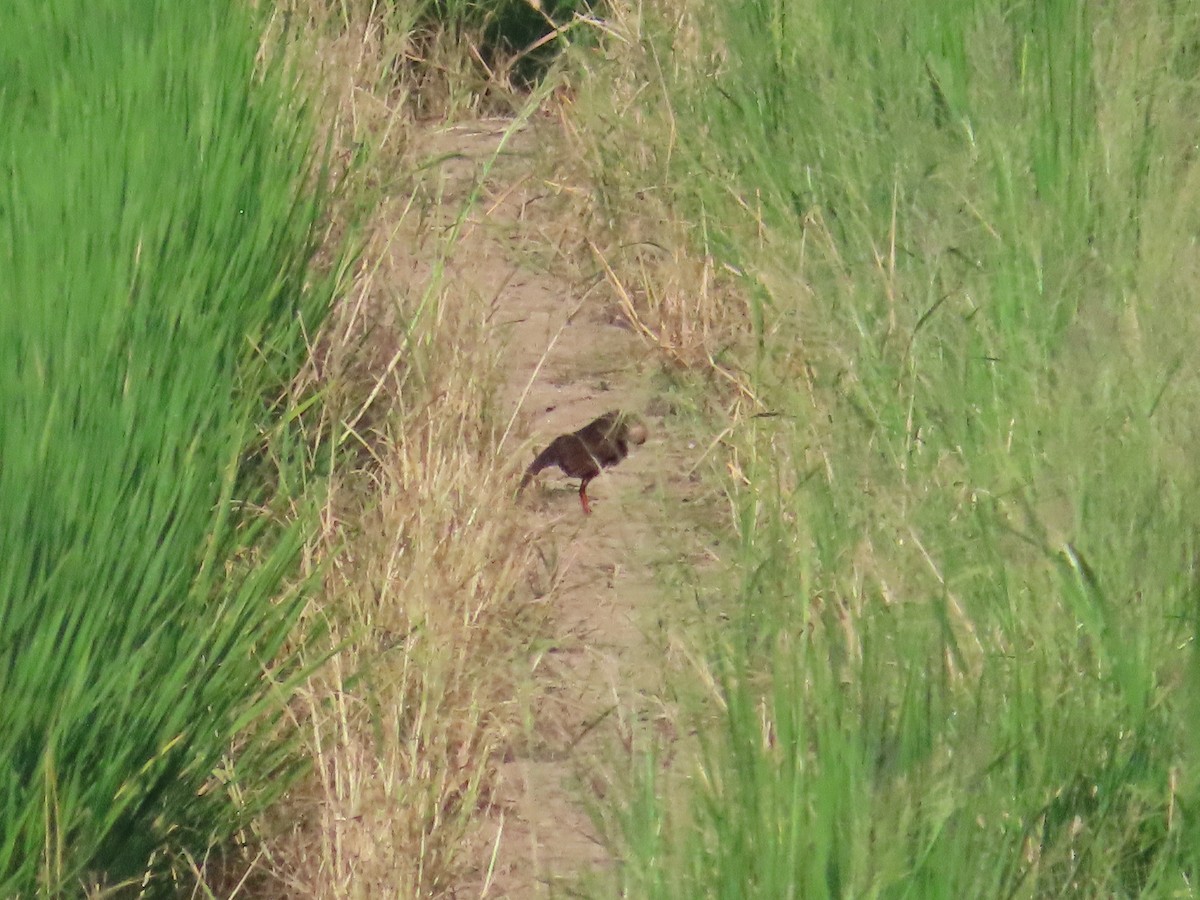 Ruddy-breasted Crake - ML623739681