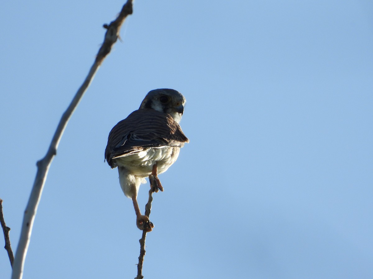 American Kestrel - ML623739701