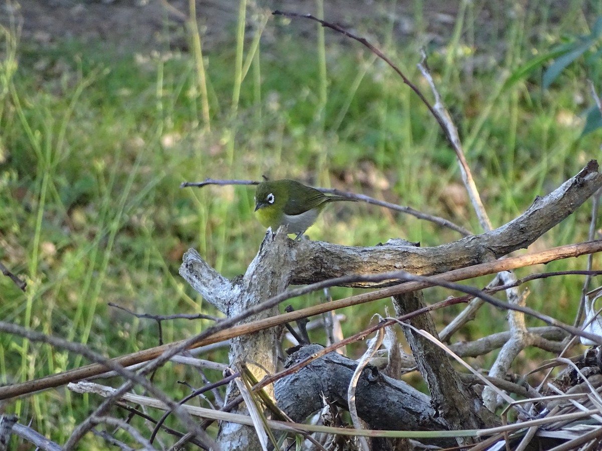 Green-backed White-eye - ML623739706