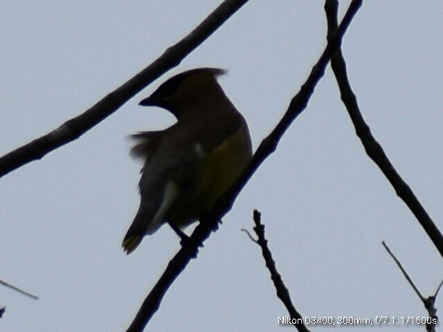 Cedar Waxwing - Kathy Mcallister