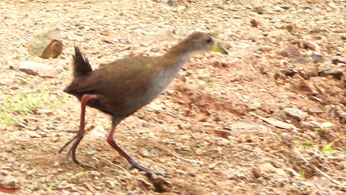 Brown Crake - ML623739711