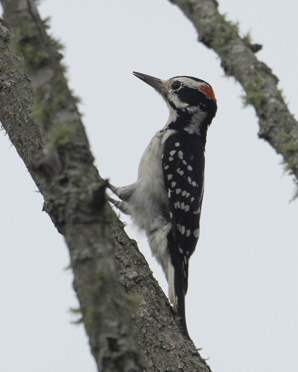 Hairy Woodpecker - ML623739718