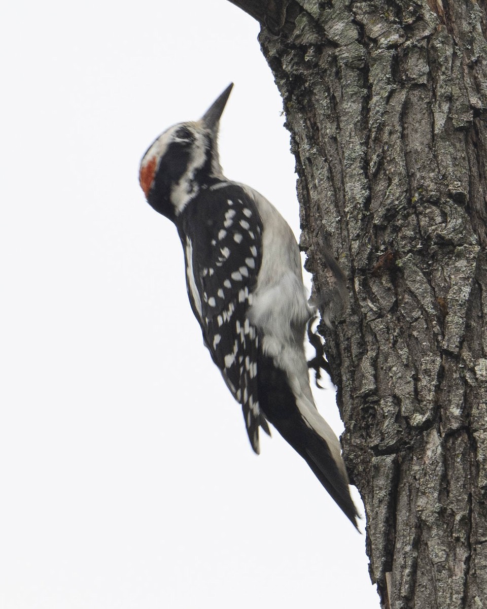 Hairy Woodpecker - ML623739741