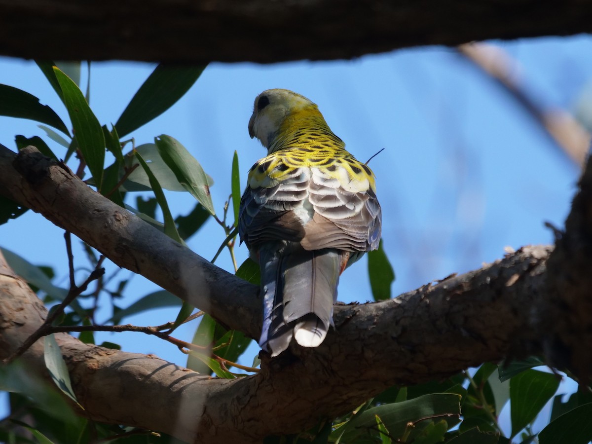 Pale-headed Rosella - ML623739754