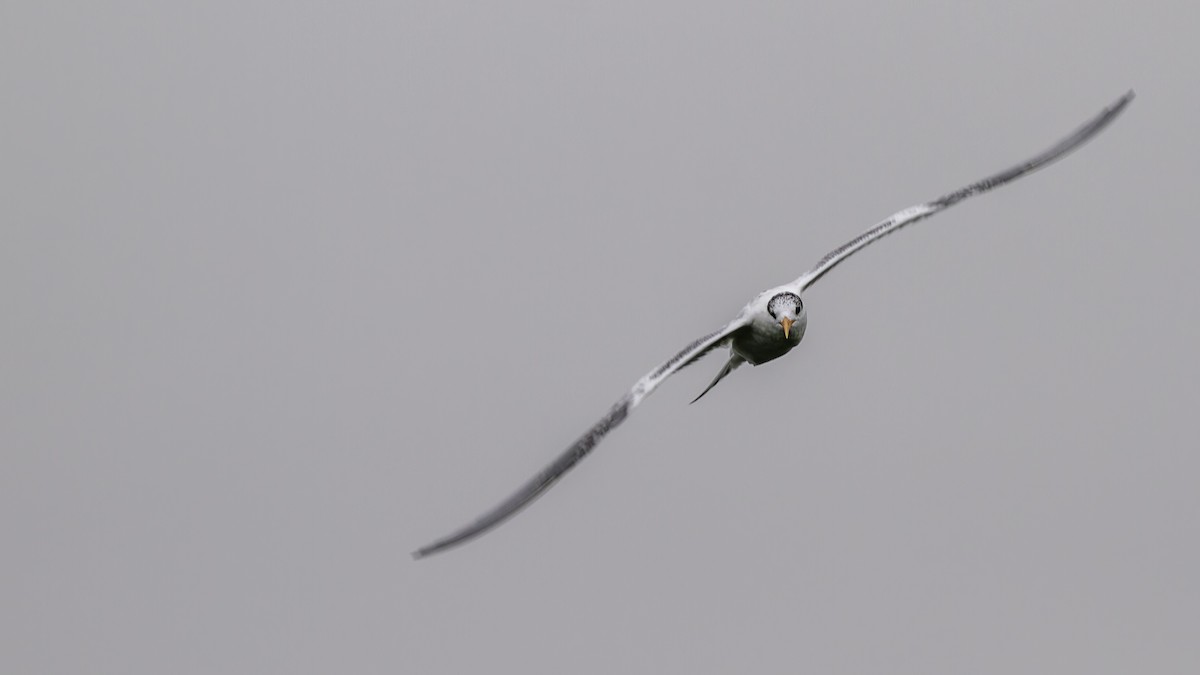 Elegant Tern - ML623739760