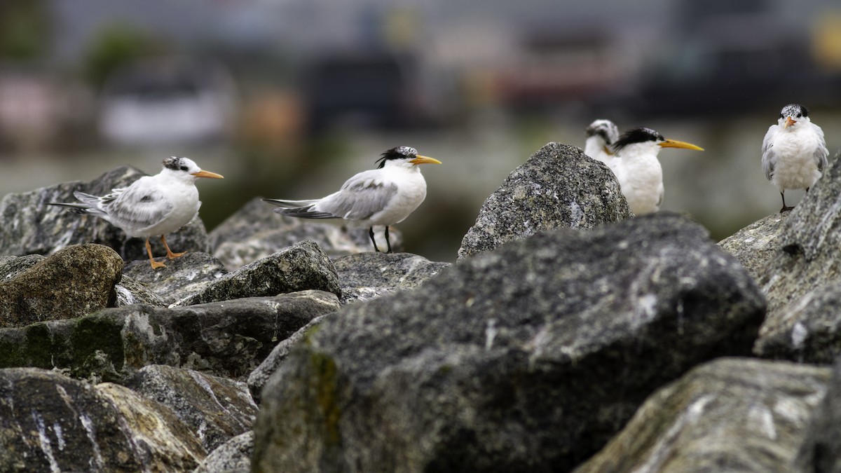 Elegant Tern - ML623739774