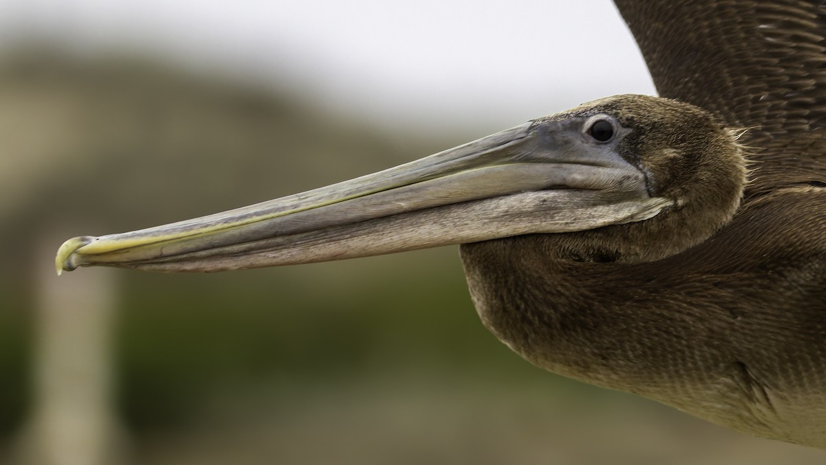 Brown Pelican - ML623739780