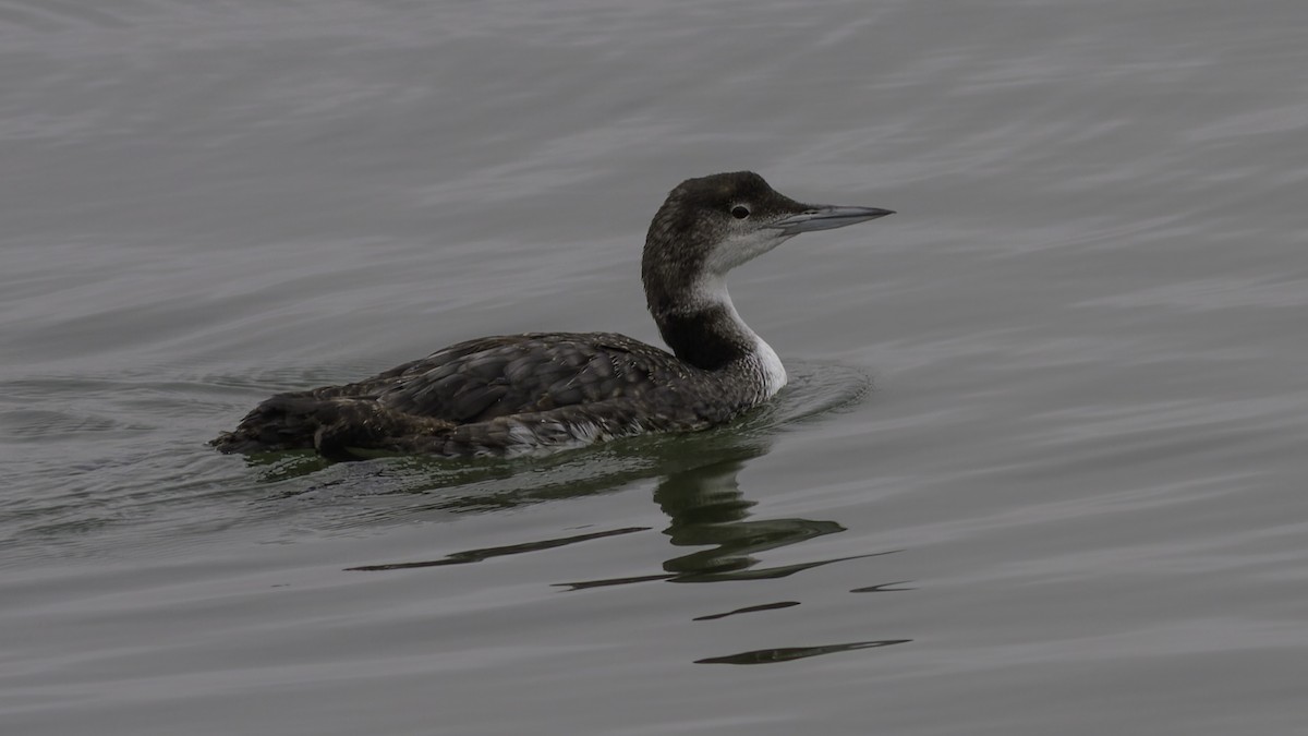 Common Loon - ML623739790