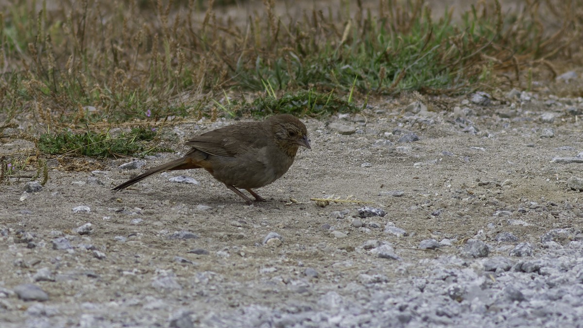 California Towhee - ML623739799