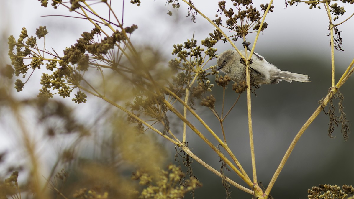 Bushtit - ML623739808