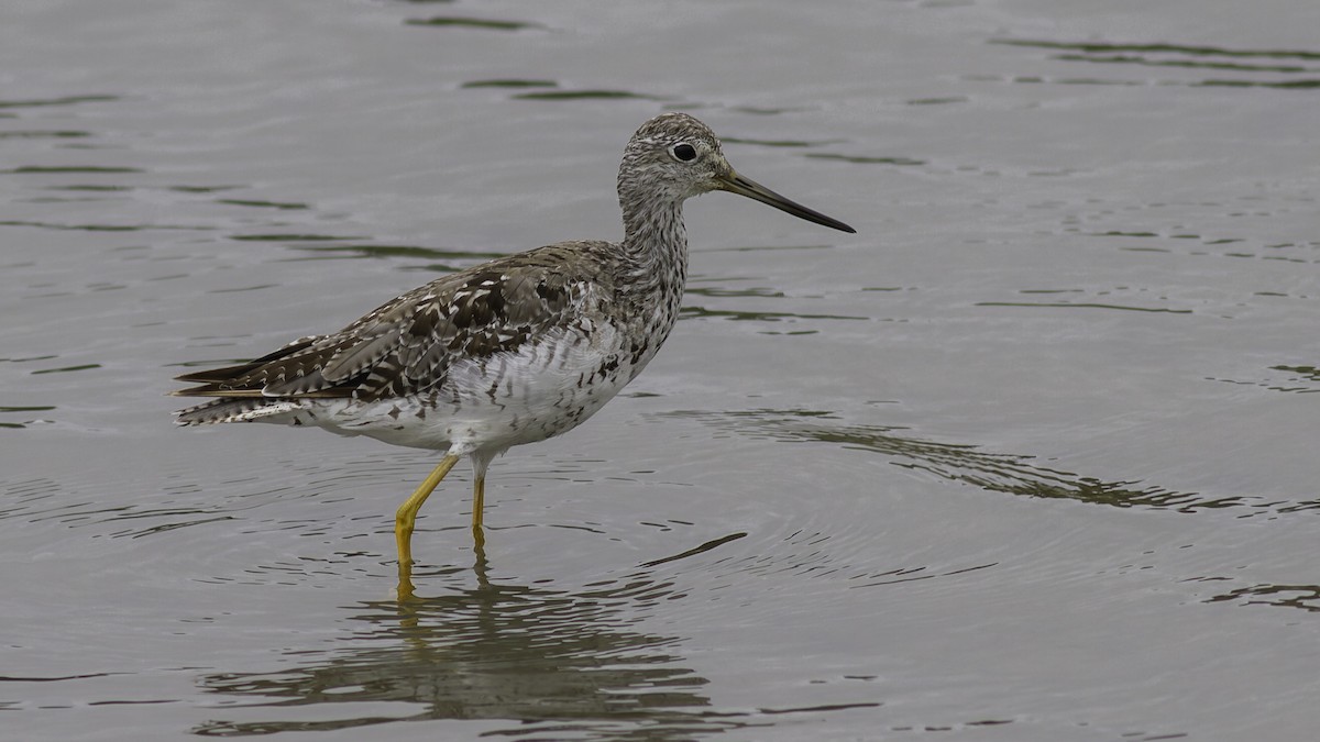 Greater Yellowlegs - ML623739813