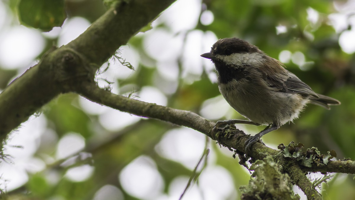 Chestnut-backed Chickadee - ML623739819